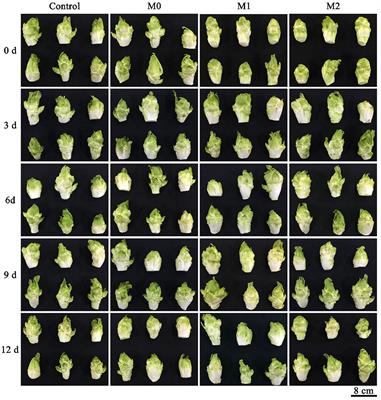 <mark class="highlighted">Modified Atmosphere</mark> Packaging Maintains the Sensory and Nutritional Qualities of Post-harvest Baby Mustard During Low-Temperature Storage